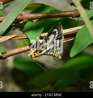 Kleine Elstermotte, Anania hortulata, diese schöne weiße, braune und gelbe Motte ist nachtaktiv, kann aber leicht an schattigen Stellen am Tag gefunden werden. Stockfoto