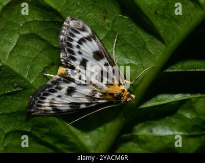 Kleine Elstermotte, Anania hortulata, diese schöne weiße, braune und gelbe Motte ist nachtaktiv, kann aber leicht an schattigen Stellen am Tag gefunden werden. Stockfoto