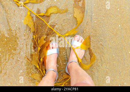 Gelbe, wunderschöne Algen am Strand in Kalifornien. Algen im Sand. Platz für Text Stockfoto