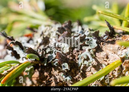 Flechten Hypogymnia physodes auf Ast Makro selektiven Fokus Stockfoto