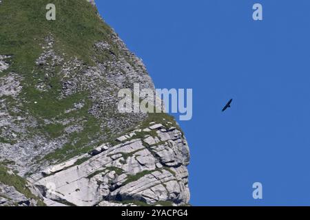 Lammergeier aka Bartgeier (Gypaetus barbatus) fliegt neben einem Berg Schweiz August 2024 Stockfoto