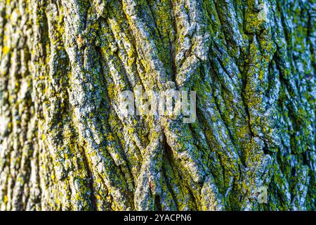 Nahaufnahme der Textur auf einer Baumstammrinde. Stockfoto