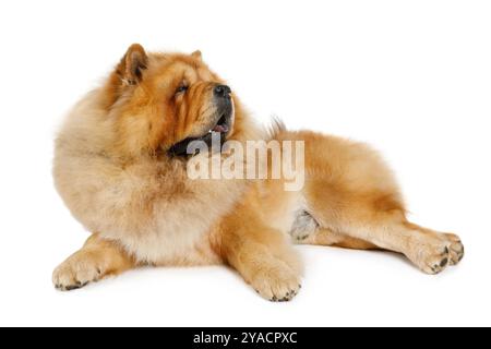 Der reinrassige Hund Chow Chow liegt im Studio, isoliert auf weißem Hintergrund Stockfoto