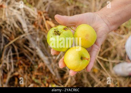 Hand einer älteren Frau, die drei biologisch angebaute Äpfel aus ihrem Obstgarten hält, ökologischer Gartenbau Stockfoto