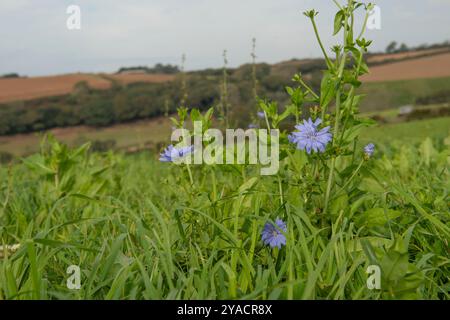 Kräuterley für die Weidehaltung von Milchkühen Stockfoto