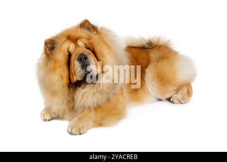 Reinrassiger Chow Chow-Hund liegt im Studio, isoliert auf weißem Hintergrund Stockfoto