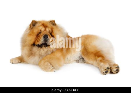 Reinrassiger Chow Chow-Hund, der auf die Kamera blickt, isoliert auf weißem Hintergrund Stockfoto