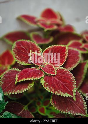 Pflanze namens coleus Stockfoto