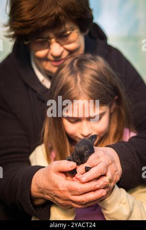 Kaukasisches Mädchen und Großmutter, die ein schwarzes Kaninchen in den Händen halten. Vertikales Hochformat. Inhalte zum Tag der Großeltern. Stockfoto