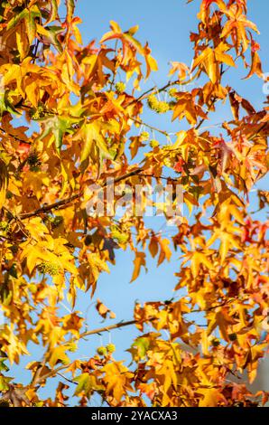 Blick von unten auf die goldenen Blätter eines Baumes im Herbst, saisonaler Herbsthintergrund Stockfoto