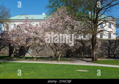 Die Mirabell Gärten mit Kirschblüten, Salzburg, Österreich Stockfoto