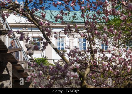 Die Mirabell Gärten mit Kirschblüten, Salzburg, Österreich Stockfoto