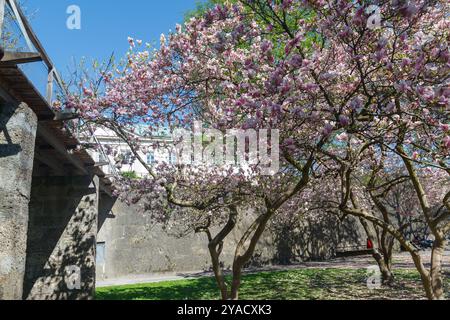 Die Mirabell Gärten mit Kirschblüten, Salzburg, Österreich Stockfoto