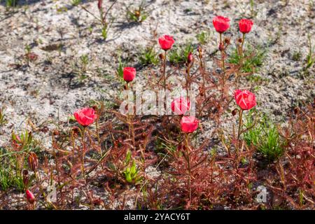 Die wunderschöne, leicht rot blühende Form des Sonnentau Drosera cistiflora (eine fleischfressende Pflanze) westlich von Darling, Westkap von Südafrika Stockfoto