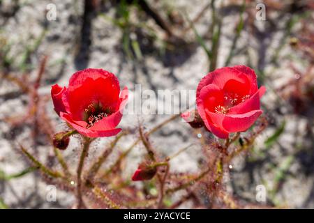 Die wunderschöne, leicht rot blühende Form des Sonnentau Drosera cistiflora (eine fleischfressende Pflanze) westlich von Darling, Westkap von Südafrika Stockfoto