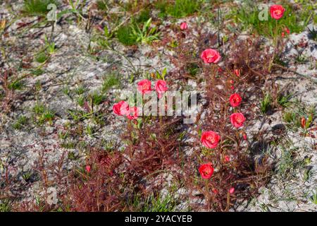 Die wunderschöne, leicht rot blühende Form des Sonnentau Drosera cistiflora (eine fleischfressende Pflanze) westlich von Darling, Westkap von Südafrika Stockfoto