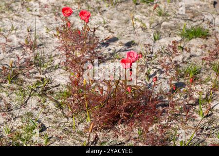 Die wunderschöne, leicht rot blühende Form des Sonnentau Drosera cistiflora (eine fleischfressende Pflanze) westlich von Darling, Westkap von Südafrika Stockfoto