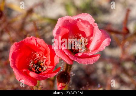 Die wunderschöne, leicht rot blühende Form des Sonnentau Drosera cistiflora (eine fleischfressende Pflanze) westlich von Darling, Westkap von Südafrika Stockfoto