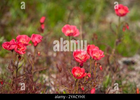 Die wunderschöne, leicht rot blühende Form des Sonnentau Drosera cistiflora (eine fleischfressende Pflanze) westlich von Darling, Westkap von Südafrika Stockfoto