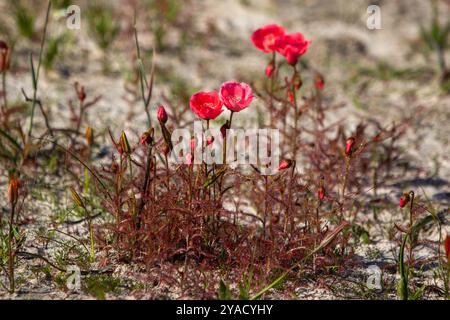 Die wunderschöne, leicht rot blühende Form des Sonnentau Drosera cistiflora (eine fleischfressende Pflanze) westlich von Darling, Westkap von Südafrika Stockfoto