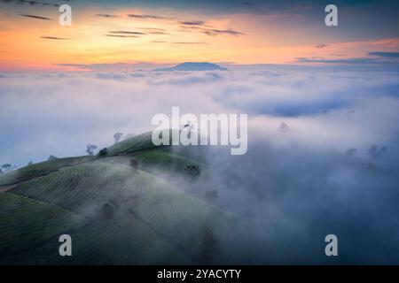 Blick aus der Vogelperspektive auf den wunderschönen Long Coc Teehügel mit Nebel auf dem Ackerland in der Morgendämmerung in Tan Son, Phu Tho, Vietnam Stockfoto