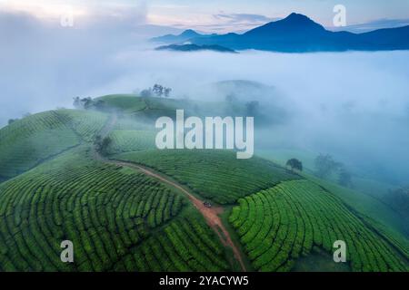 Blick aus der Vogelperspektive auf den wunderschönen Long Coc Teehügel mit Nebel auf dem Ackerland in der Morgendämmerung in Tan Son, Phu Tho, Vietnam Stockfoto