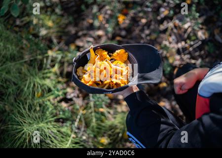 Wilde Pfifferlinge, frisch geerntet im Herbst. Stockfoto