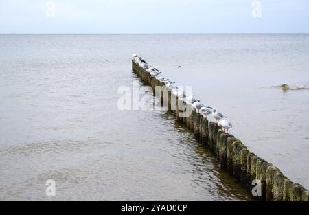 Möwen auf der ostsee sitzen in einer Reihe auf Holzschutzpfählen Stockfoto