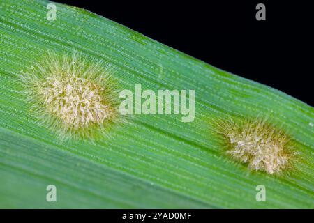 Pulverförmiger Mehltau (Blumeria graminis f.sp. Hordei) Photomikrographie einer Pilzerkrankung, mit Myzel und Hyphen auf einem Gerstenblatt Stockfoto