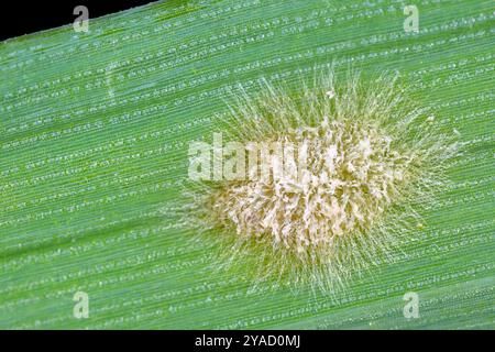 Pulverförmiger Mehltau (Blumeria graminis f.sp. Hordei) Photomikrographie einer Pilzerkrankung, mit Myzel und Hyphen auf einem Gerstenblatt Stockfoto