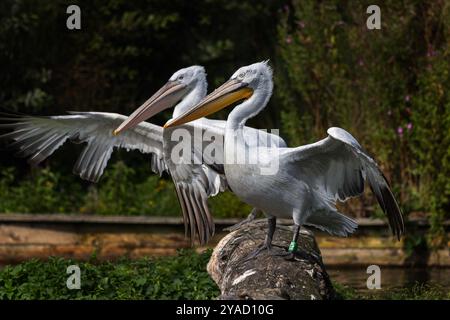 Zwei Dalmation Pelicans mit ausgestreckten Flügeln 2024 Stockfoto