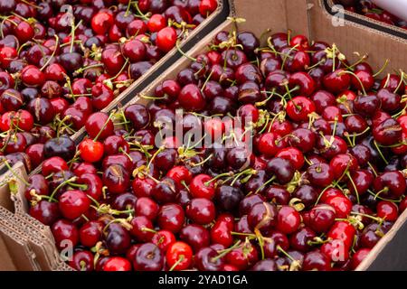 Neue Saison mit Reifen roten süßen Kirschen Sommerfrüchten, Kirsche zum Verkauf auf dem Bauernmarkt in Dordogne, Frankreich Stockfoto
