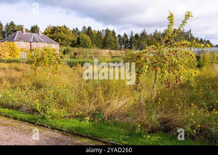 Der von Gordon Castle ummauerte Garten ist eines der bestgehüteten Geheimnisse Schottlands in Fochabers, Moray, Schottland, Großbritannien Stockfoto