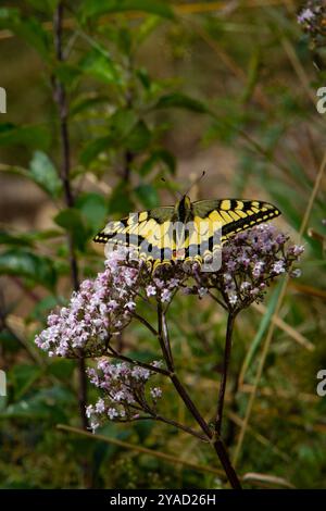 Ein Limetten-Schmetterling liegt zart auf einer blühenden Blume, dessen markante schwarz-gelbe Flügel weit ausgebreitet sind. Die komplizierten Muster und leuchtenden Farben Stockfoto