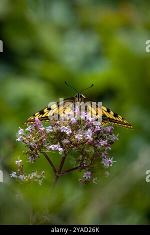 Ein Limetten-Schmetterling liegt zart auf einer blühenden Blume, dessen markante schwarz-gelbe Flügel weit ausgebreitet sind. Die komplizierten Muster und leuchtenden Farben Stockfoto