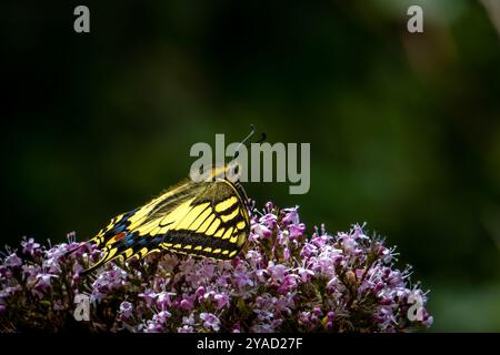 Ein Limetten-Schmetterling liegt zart auf einer blühenden Blume, dessen markante schwarz-gelbe Flügel weit ausgebreitet sind. Die komplizierten Muster und leuchtenden Farben Stockfoto