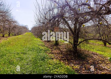 Infizierte Gärten, Äpfel, die von Bäumen fallen, verrotten auf dem Boden, Krankheiten in Gärten treten auf. Stockfoto