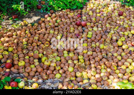 Eine Infektionskrankheit hat sich im Garten ausgebreitet, Äpfel, die von Bäumen gefallen sind, sind auf dem Boden verrottet. Stockfoto