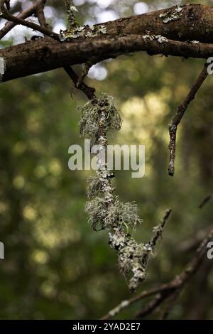 Flechten wachsen auf einem Zweig eines Baumes in West Sussex, Großbritannien Stockfoto