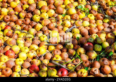 Krankheiten im Garten infiziert, Äpfel, die von der Baumfäule im Garten am Boden fallen, verfallen. Stockfoto