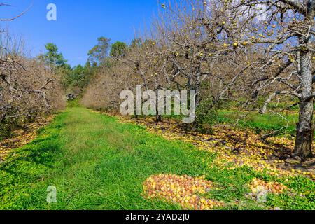 Apfel, der vom Baum gefallen ist, ist auf dem Boden wegen des Ausbruchs ansteckende Krankheit in Gärten verrottet Stockfoto