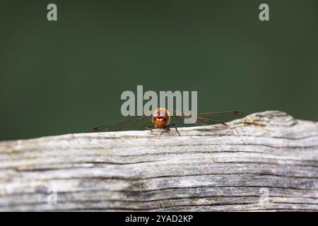 Gemeinsame darter Dragonfly in Ruhestellung Stockfoto