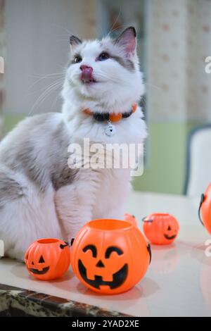 Niedliche Ragdoll-Katze mit Kürbis, Halloween-Dekoration Stockfoto