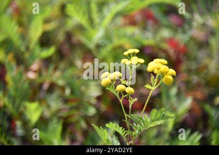 Nahaufnahme des Spätsommerlaubs im ländlichen Ontario Stockfoto