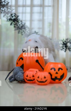 Niedliche Ragdoll-Katze mit Kürbis, Halloween-Dekoration Stockfoto