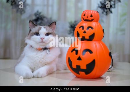 Niedliche Ragdoll-Katze mit Kürbis, Halloween-Dekoration Stockfoto