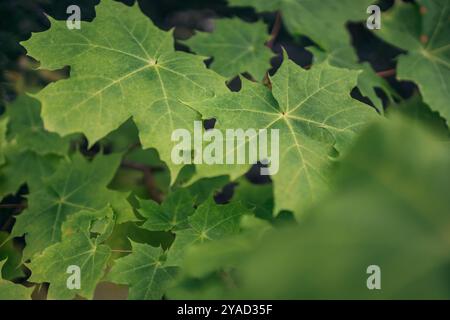 Nahaufnahme grüner Blätter im Herbst im norwegischen Wald Stockfoto