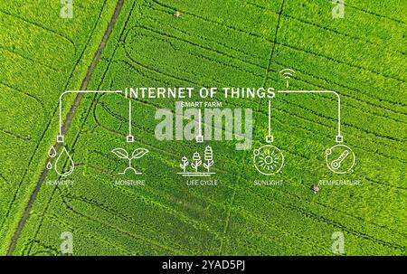 Grünes Reisfeld, das durch das Internet der Dinge verbessert wird, wo fortschrittliche Sensoren Sonnenlicht, Temperatur, Feuchtigkeit und Feuchtigkeit messen, um Präzision zu unterstützen Stockfoto