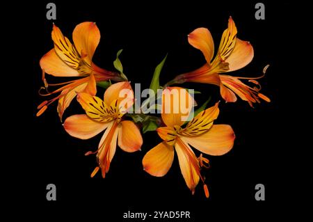 Ein Stängel aus vier orangefarbenen peruanischen Lilien auf schwarzem Hintergrund. Nahaufnahme und gut fokussiert mit vielen Details. Alstroemeria aurea. Stockfoto