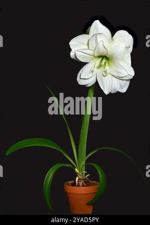 Ein Foto von einer weißen Amaryllis Lily, Hippeastrum striatu, vor schwarzem Hintergrund. Ein sehr eindrucksvolles Bild einer ausgewachsenen Topfpflanze. Stockfoto